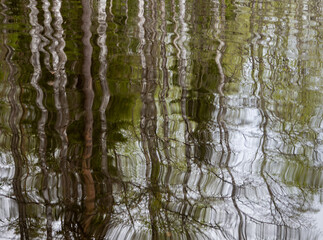 Reflection of trees in the surface of the water in a lake with small waves