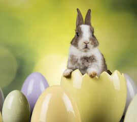 Rabbit, Bunny and easter eggs