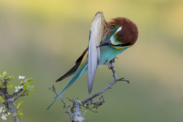 European Bee-eater (Merops apiaster), beautiful colorful bird sitting on a twig
