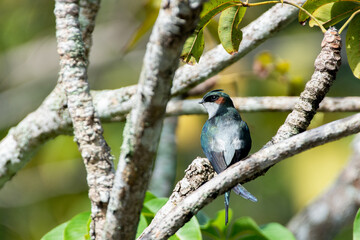 one lovely male Gray-rumped Treeswift perching and resting