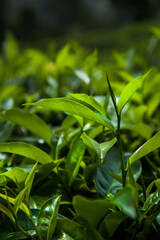 Fototapeta na wymiar Beautiful fresh green tea plantation