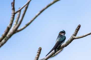 one lovely male Gray-rumped Treeswift perching and resting