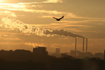 City in the rays of the setting sun. Bird flies against the background of the city. 