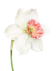The delicate daffodil flower is painted in watercolor. Watercolour illustration.