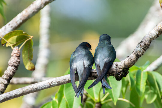 One pair female and male Gray-rumped Treeswift perching and resting