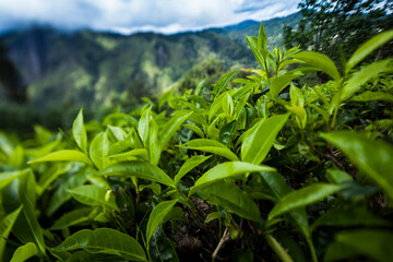 Sri lanka, Asia, Beautiful fresh green tea plantation