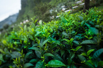 Fresh green tea plantation at Sri lanka