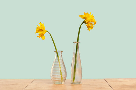 Two yellow daffodils flowers in two different shape and size modern textured glass vases on tender green. Centered. Spring or gift and celebration of diversity and difference concept