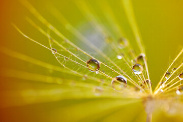 Abstract dandelion flower background. Seed macro closeup. Soft focus