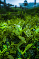 Field of green tea plantation