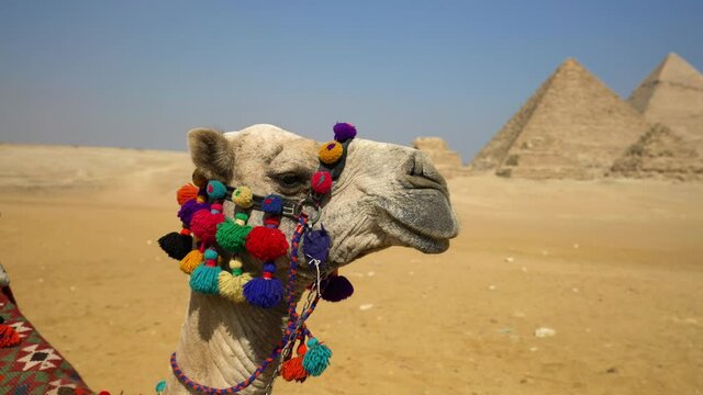 Camel With Great Pyramid Of Giza Blurred In The Background Near Cairo, Egypt - close up
