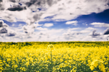 flowering field of yellow rapeseed under the sky with clouds