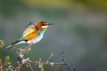 European Bee-eater (Merops apiaster), beautiful colorful bird sitting on a twig