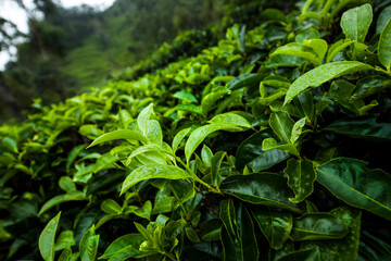 Beautiful fresh green tea plantation