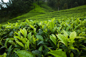 Fototapeta premium Beautiful fresh green tea plantation