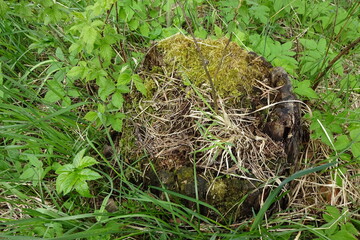 Old stump on a summer day in a forest with green plants around on