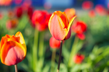 Fototapeta premium Red-orange tulips in the garden