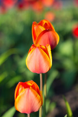 Naklejka premium Red-orange tulips in the garden