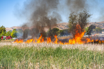 Burning tree and dry grass in Fremont Central Park. 