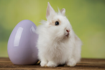 Eggs,Spring baby bunny, happy easter background