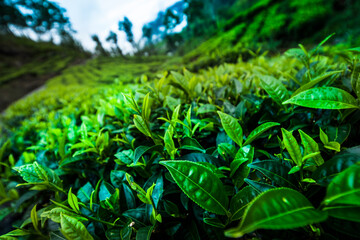 Field tea asia, sri lanka