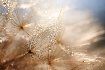 Abstract dandelion flower background. Seed macro closeup. Soft focus - obrazy, fototapety, plakaty