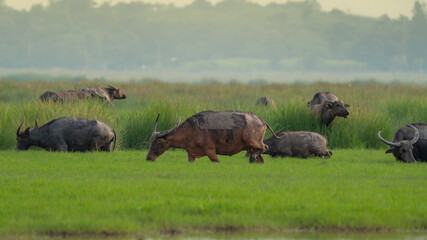 Thailand's common buffalo in a rural location.