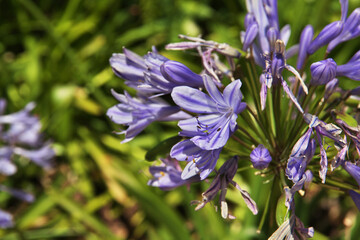 Flowers in Parque Arauco in Santiago, Chile