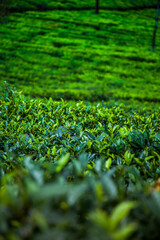 Field of green tea plantation