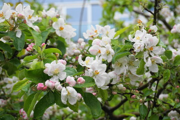 Beautiful and delicate apple flowers in the morning sun after rain close up.  Apple blossom. Spring background.
