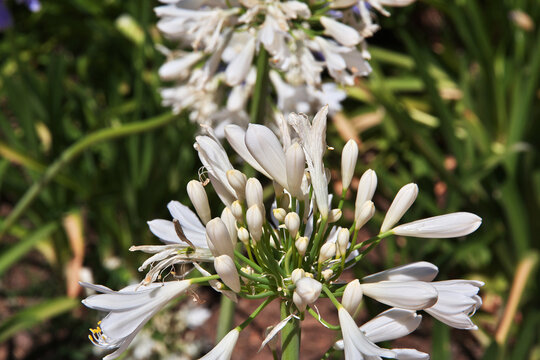 Flowers in Parque Arauco in Santiago, Chile