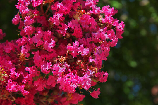 Flowers in Parque Arauco in Santiago, Chile