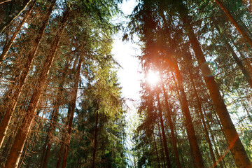 Forest trees. nature green wood sunlight backgrounds..