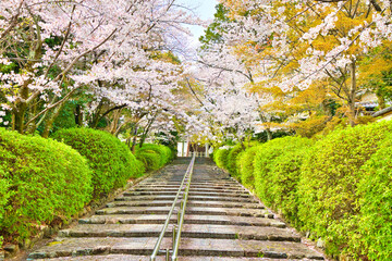 Fototapeta premium 京都、宗忠神社の参道