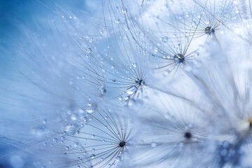 Fototapeta na wymiar Abstract dandelion flower background. Seed macro closeup. Soft focus