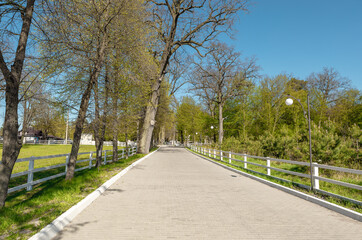 green central park at sunset. green woods natural scenery in city park