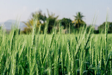 Beautiful close up of an agricultural wheat crop field moving in the wind