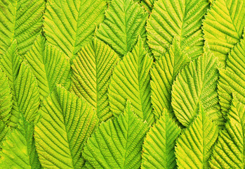 Background of young elm leaves, top view, tinted yellow