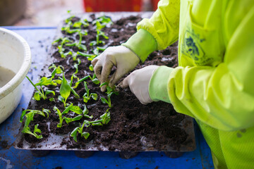 seedlings in peat pots.Baby plants seeding, black hole trays for agricultural seedlings. 
unkempt...