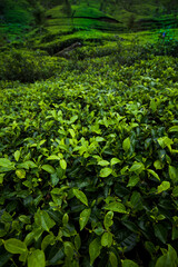 Fototapeta na wymiar Close up of fresh tea leaves