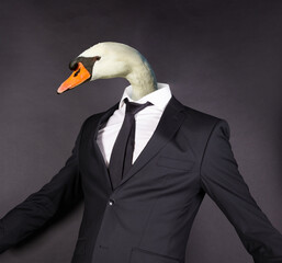 White swan head in a black suit © michaklootwijk