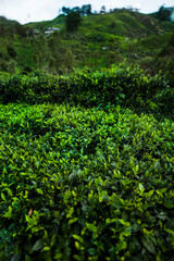 Fototapeta na wymiar Field of green tea plantation
