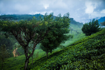 Fresh green tea plantation at Sri lanka.