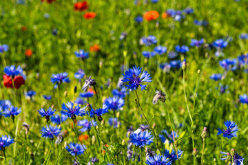 Lentil flowering with poppies and cornflowers in Castelluccio di Norcia, Italy