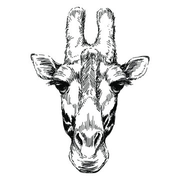Sketch giraffe head, black and white vector illustration. Vintage etching.