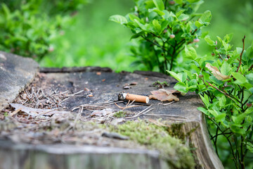 Burnt cigarette butt in the woods on a tree stump. Fire hazard and health