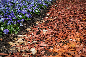 Flower beds with blue blooming flowers. Wood chip mulch. Texture background