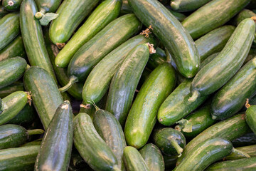 fresh cucumbers in the market. Cucumbers in bulk