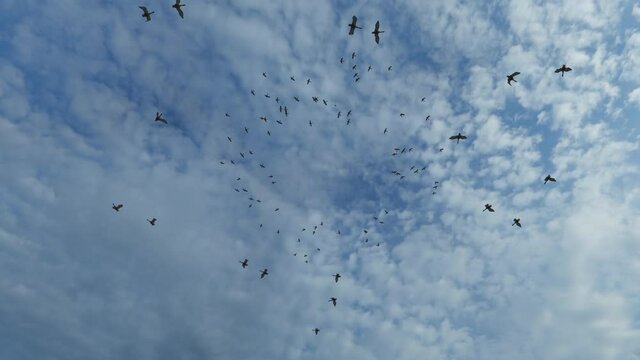 Birds flying in a circle against white clouds and blue sky