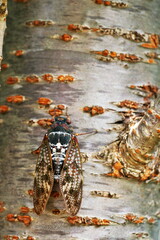 桜並木と蝉しぐれ